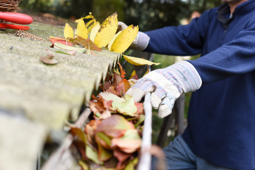 A gutter has many leaves in it that are being cleaned out by a person wearing gloves.